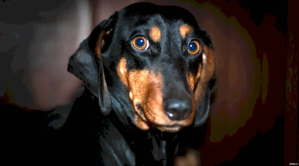 Dachshund dog