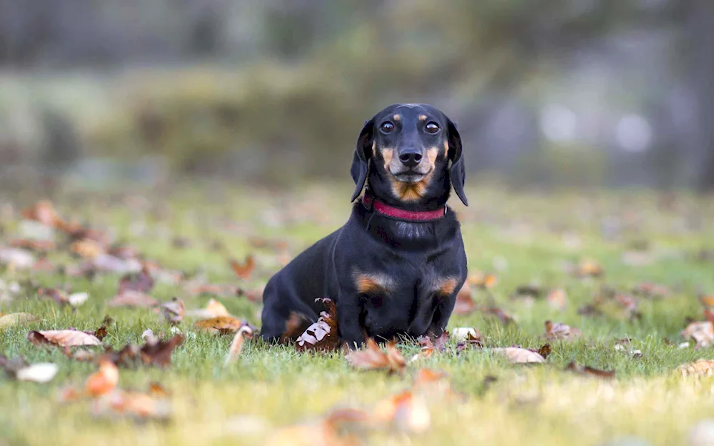 Dachshund dog