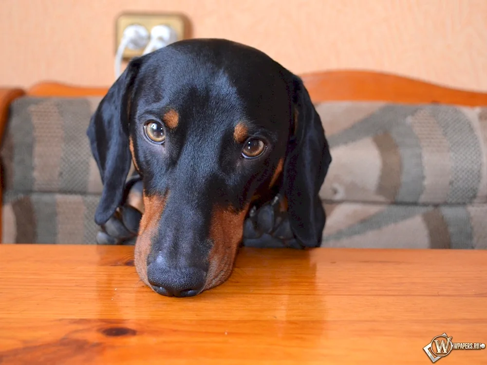 Dwarf dachshund dog