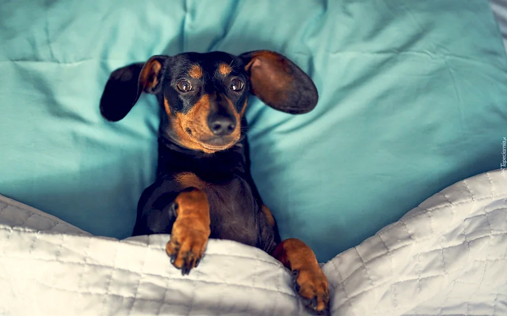 Dachshund dog