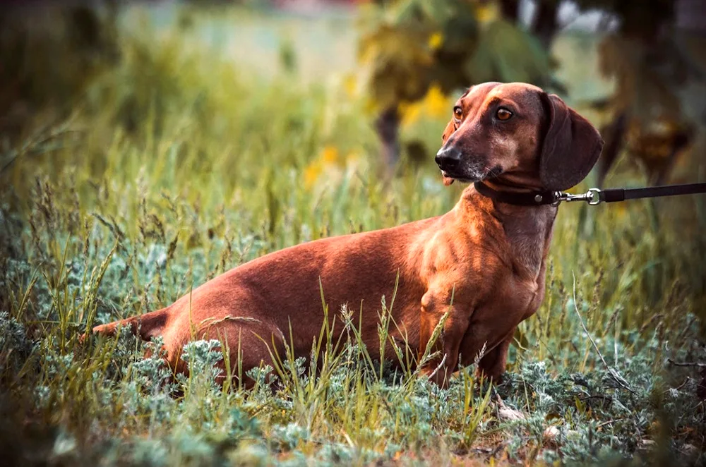 Swiss Zennenhund