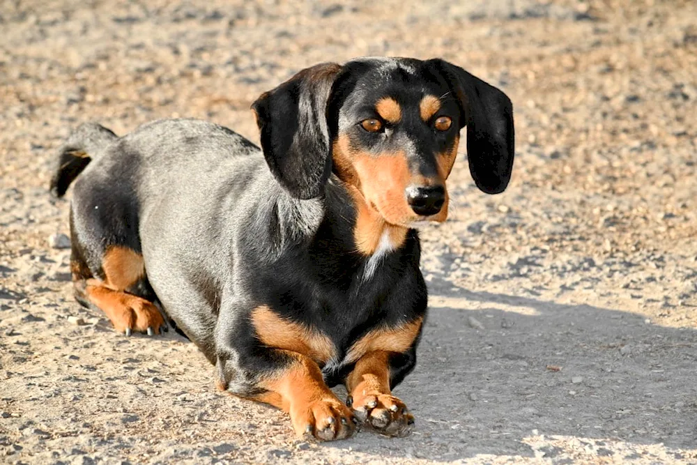 Cocker spaniel and dachshund