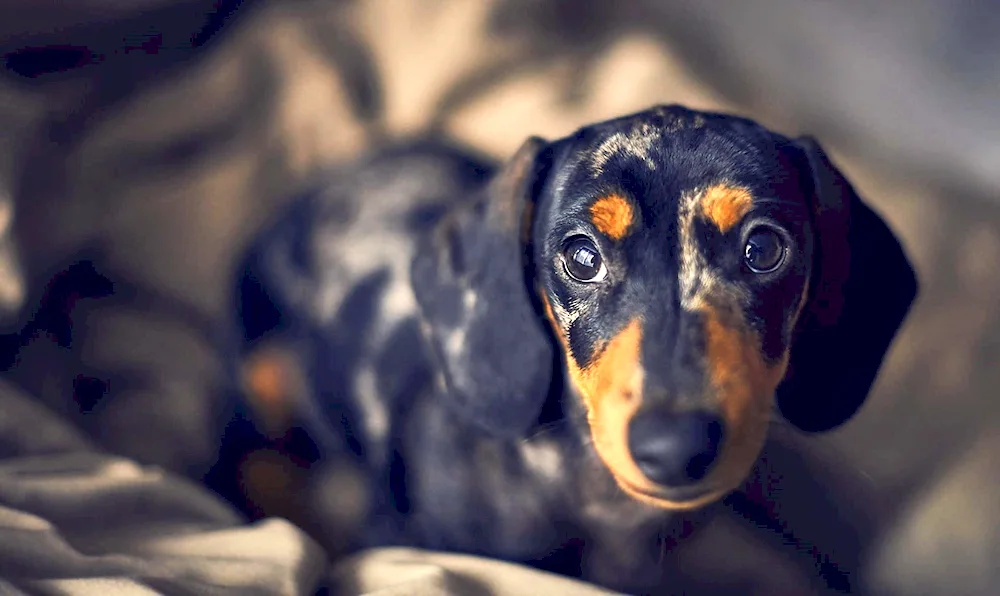 Rabbit dachshund marbled