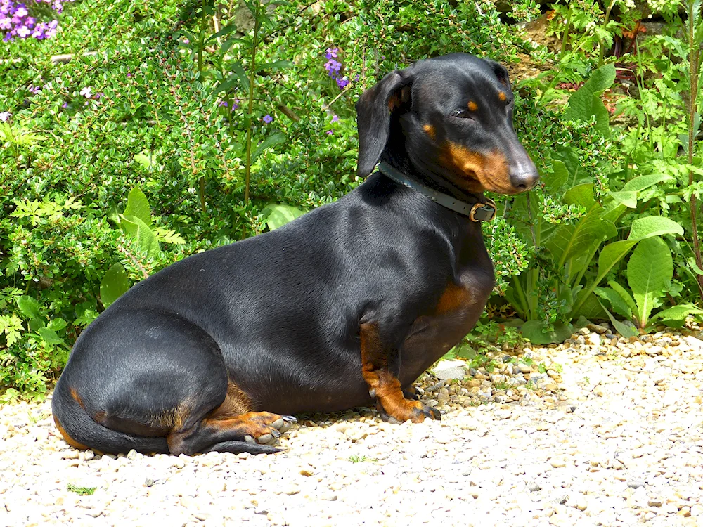 Dwarf pinscher