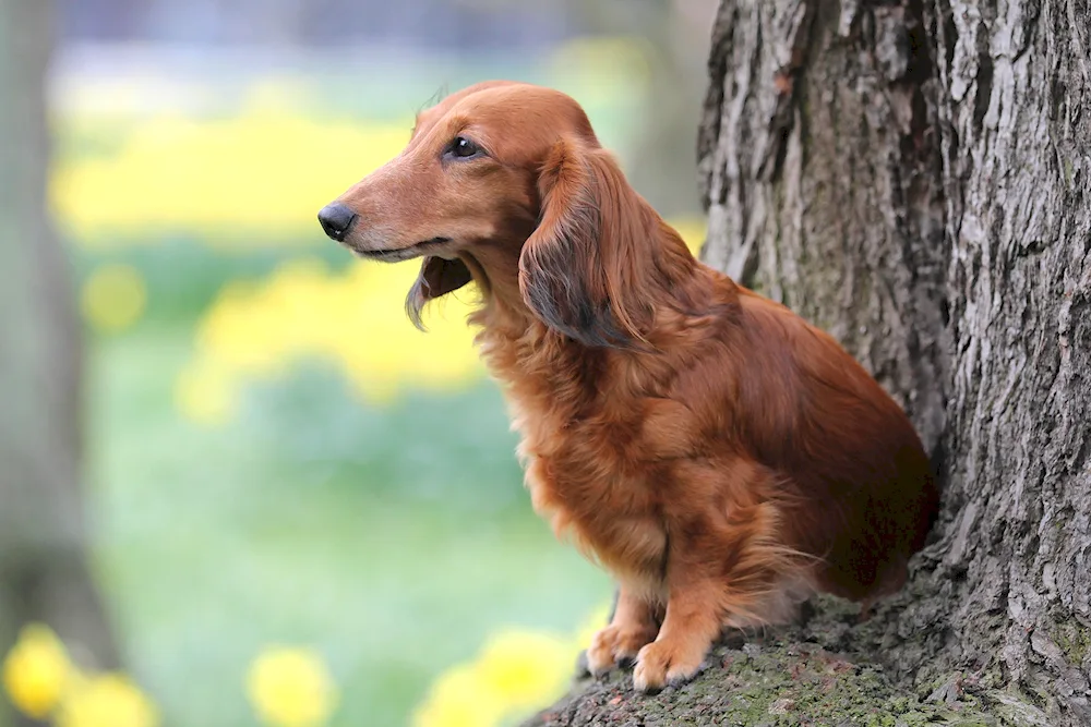 Irish setter