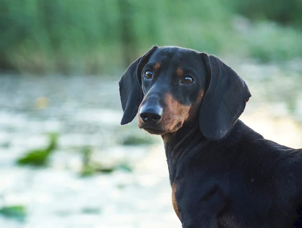 Dachshund black