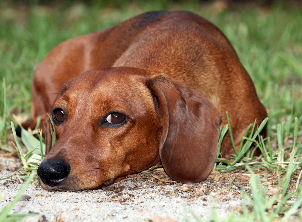 Short-haired Dachshund dog