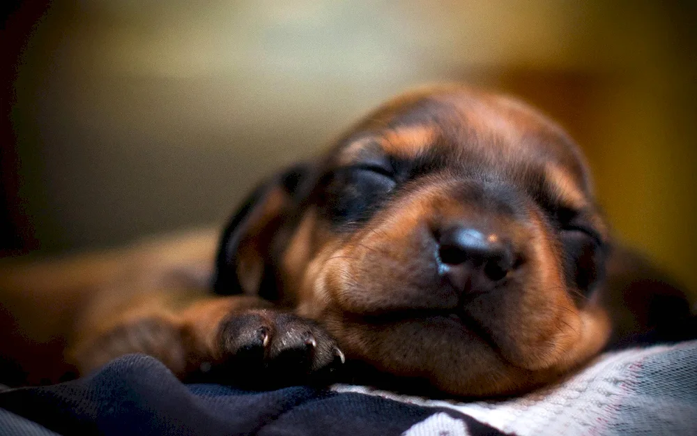 Dachshund dog puppy