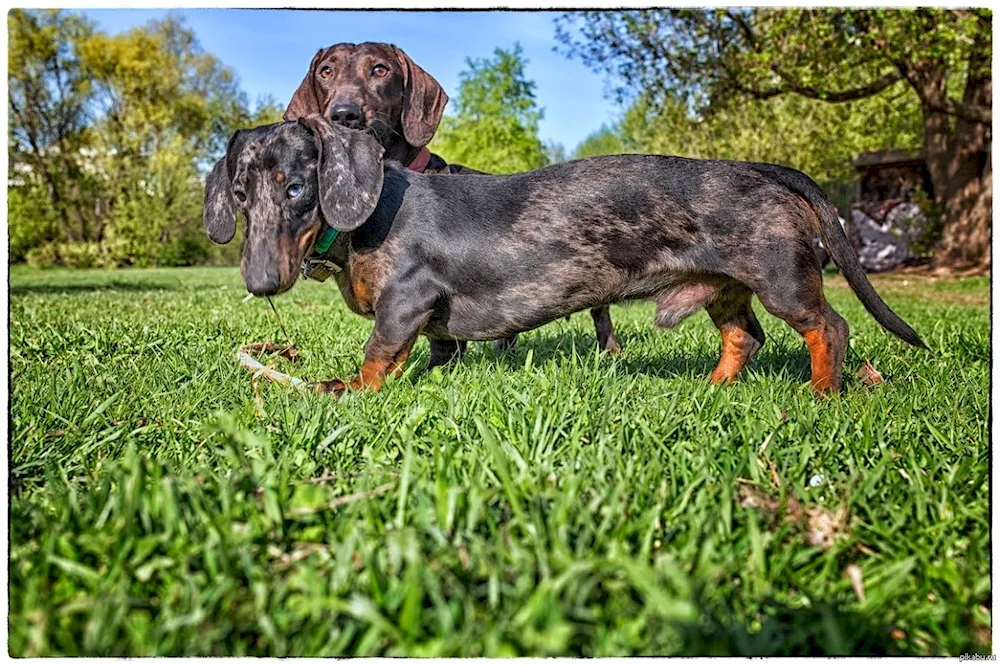 Marbled rabbit dachshund