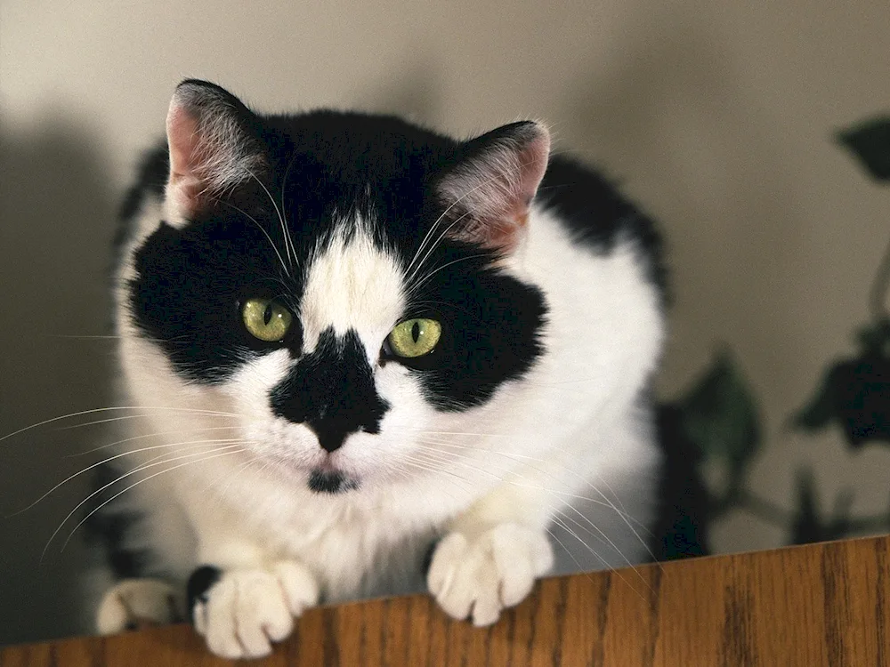 Black and white cat breed