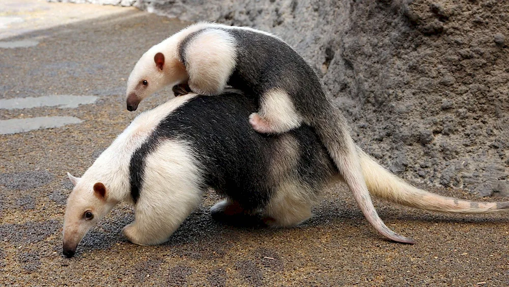 Tamandua anteater