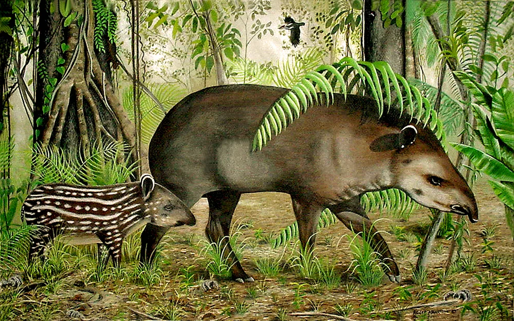 Striped tapir