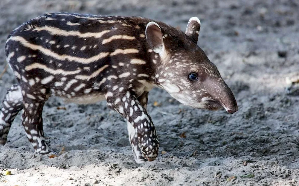 Chepra tapir