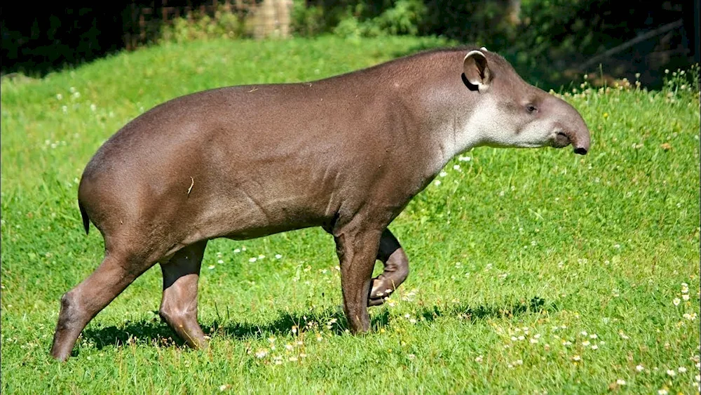 Cheeked tapir