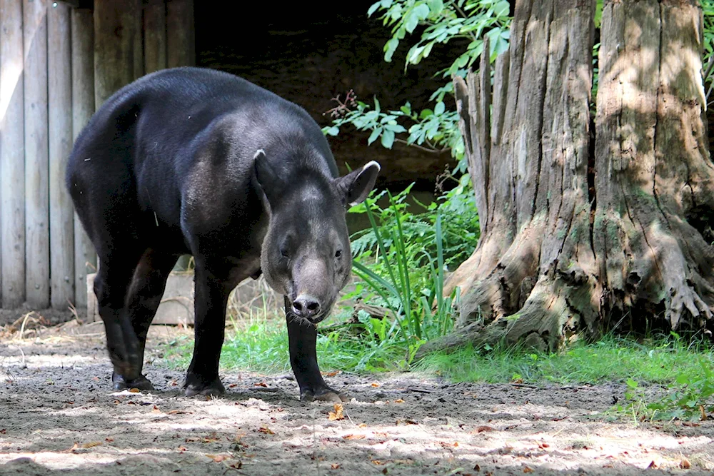 Malayan cheprachian tapir