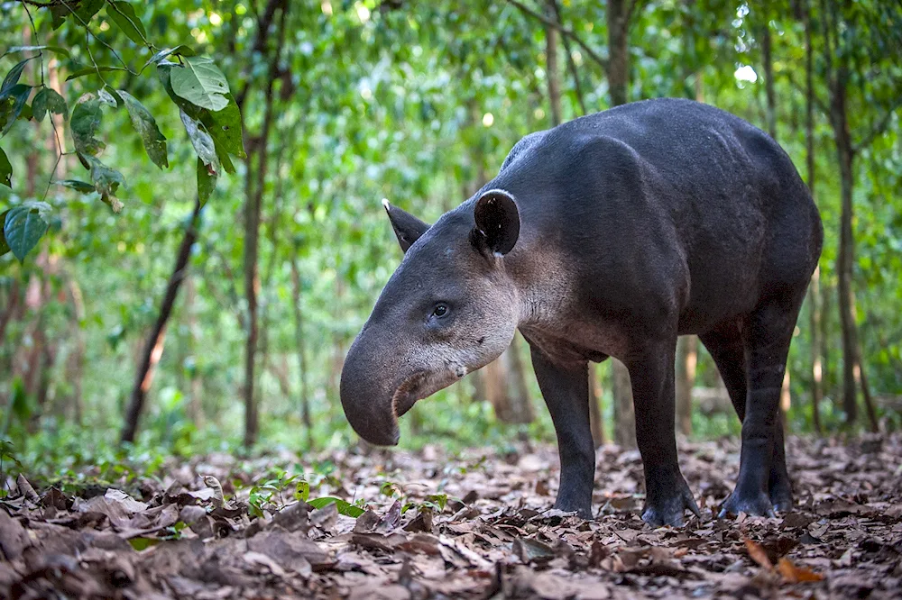 Tapir ungulate