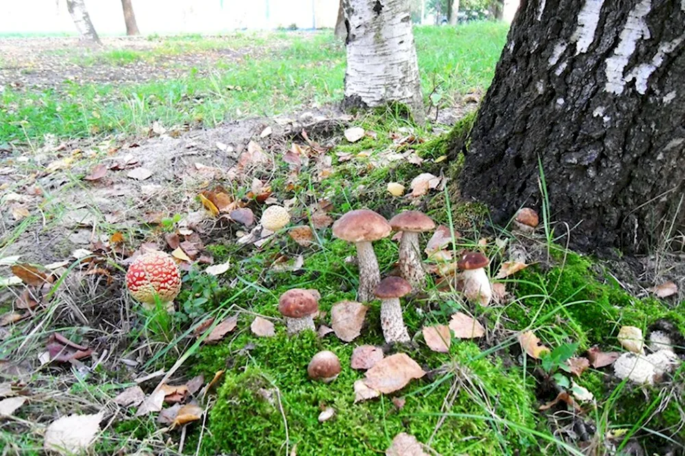 Tarayka Kingiseppsky district mushrooms