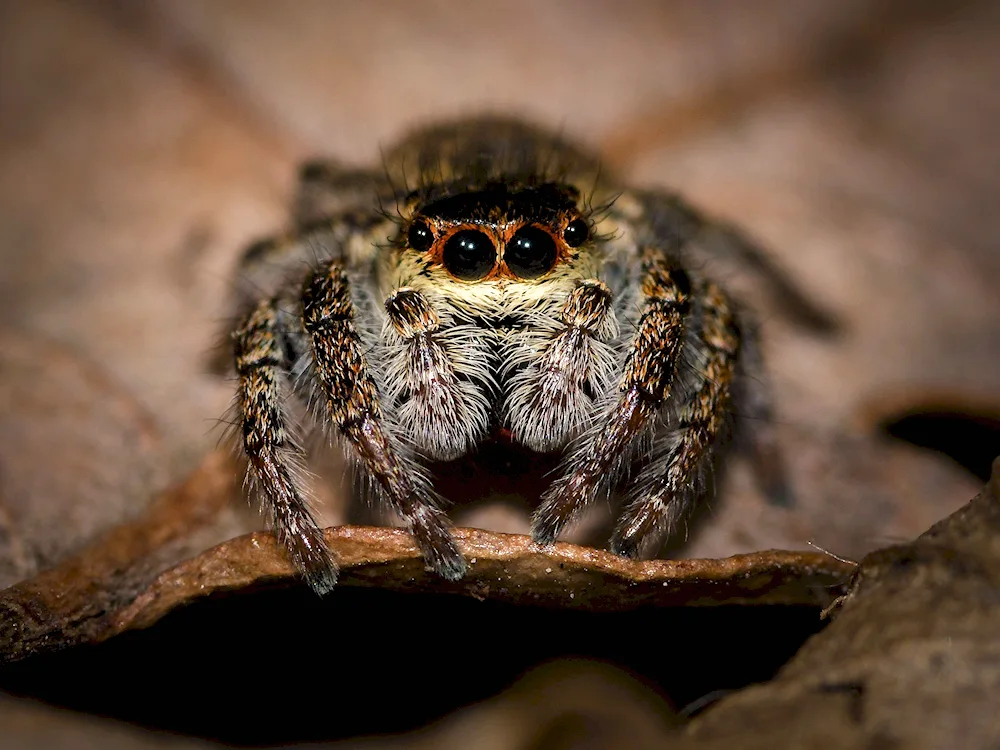 The tarantula arachnid