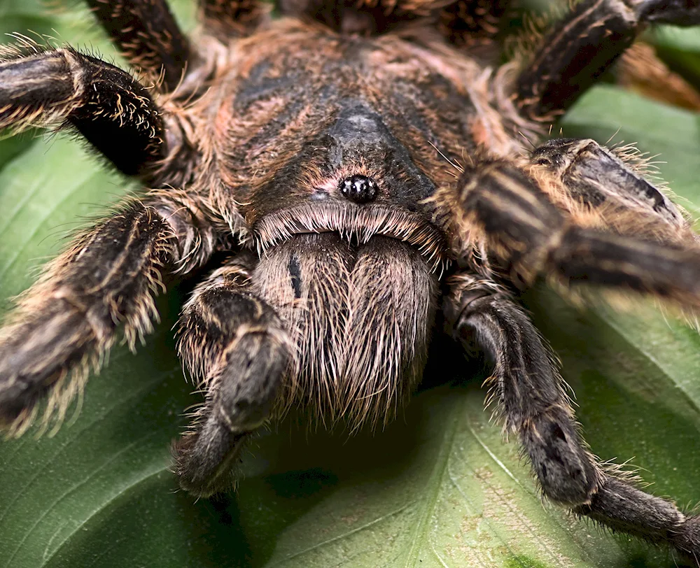 Tarantula spider Krasnodar region