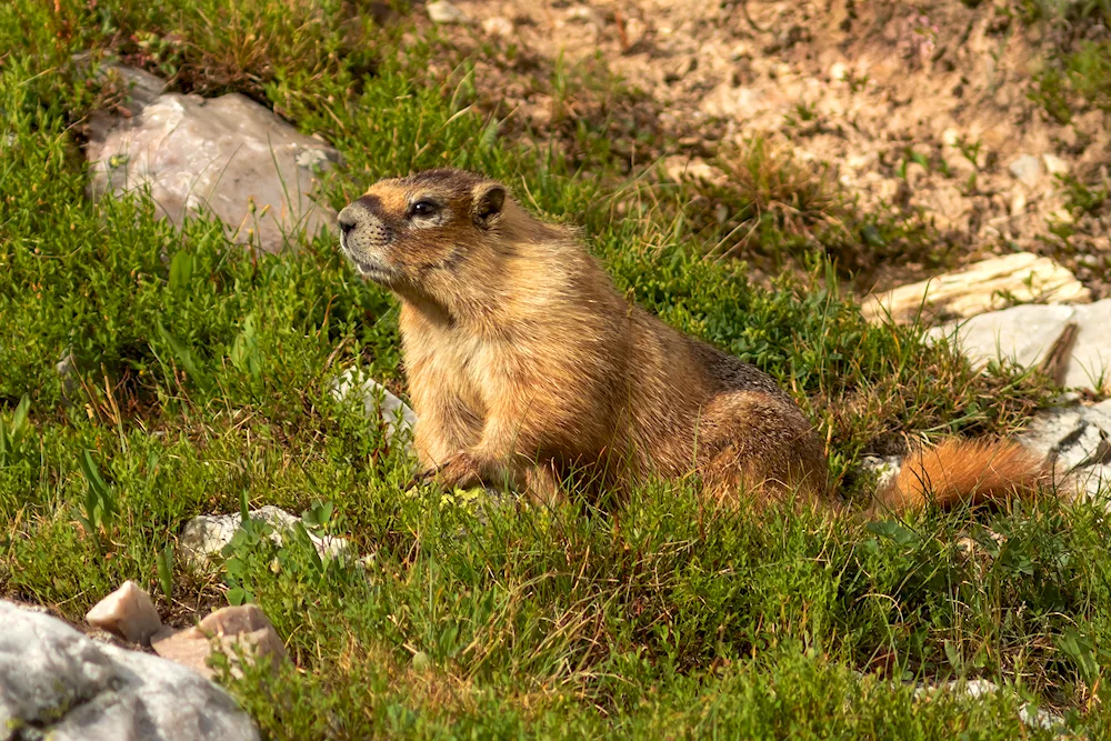 Tarbagan marmot