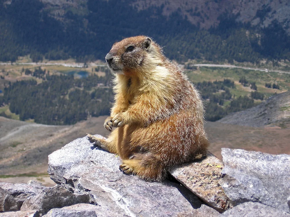 Surok- Marmota Bobak