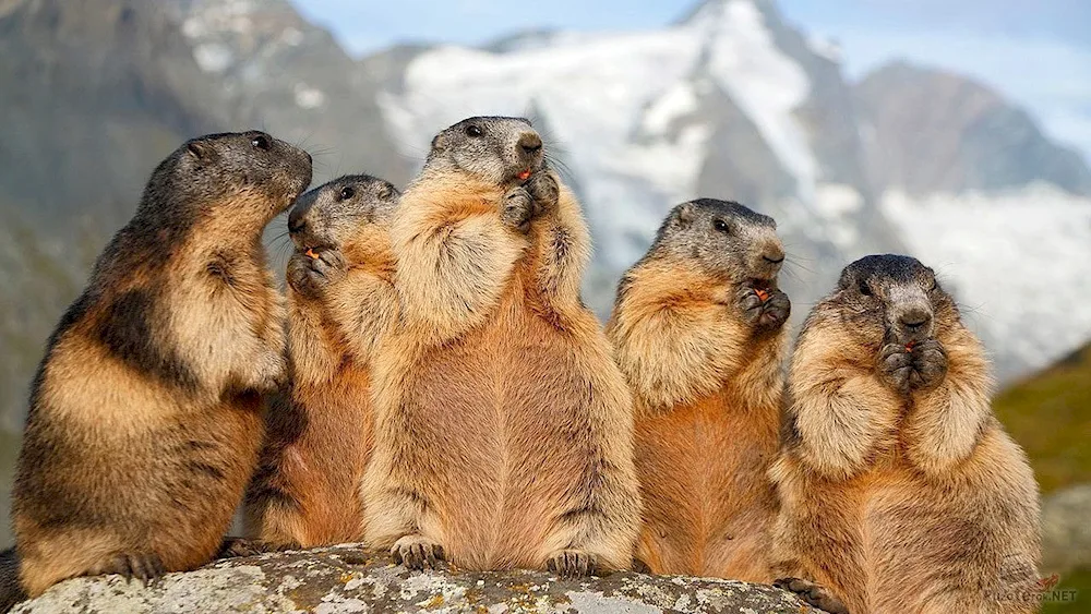 Marmot marmot