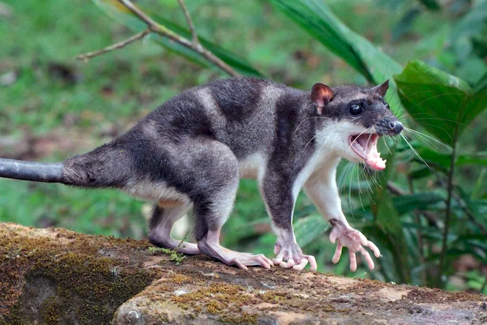 Australia's marsupial animals koala