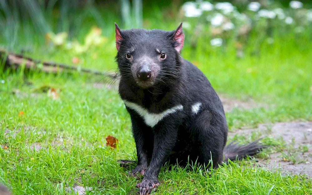 Tasmanian devil in Australia