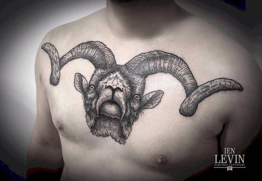 Tattoo Aries sketch