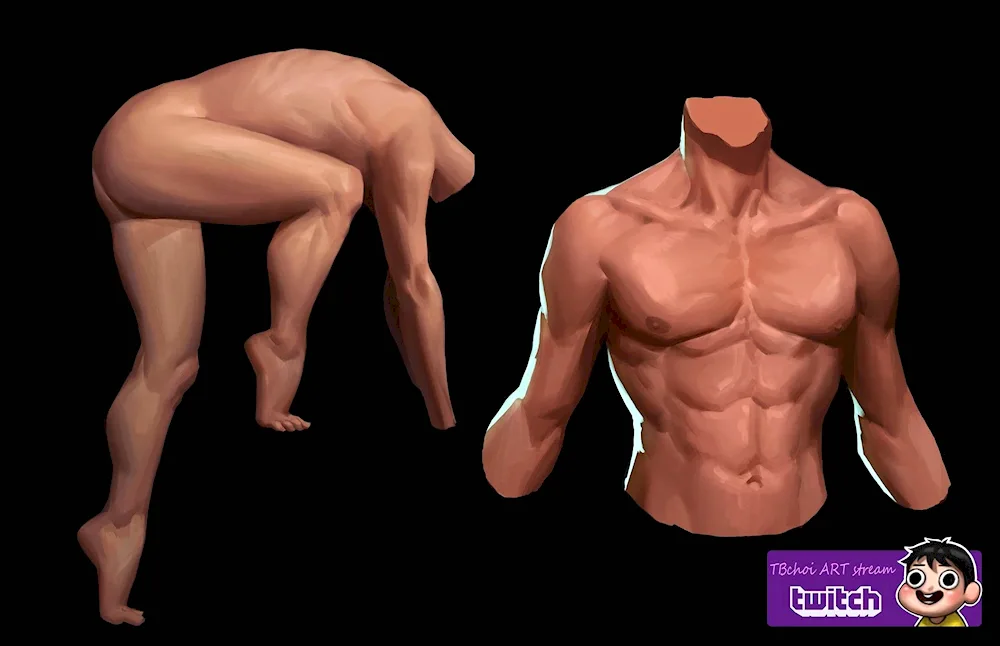 Model of human back anatomy