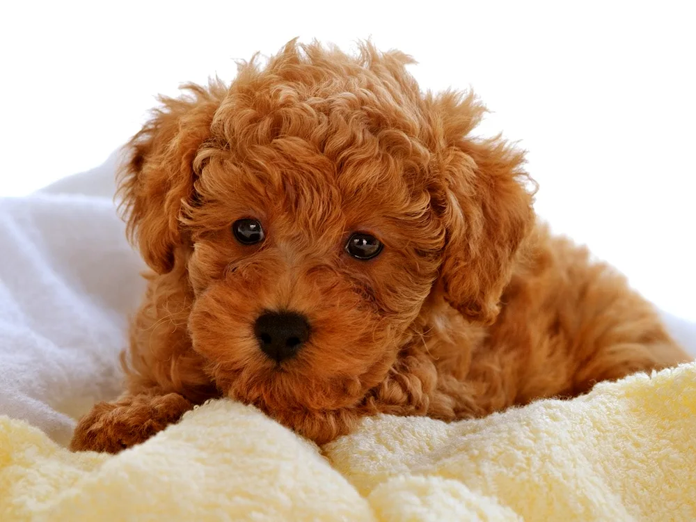 Teddy poodle maltipoo