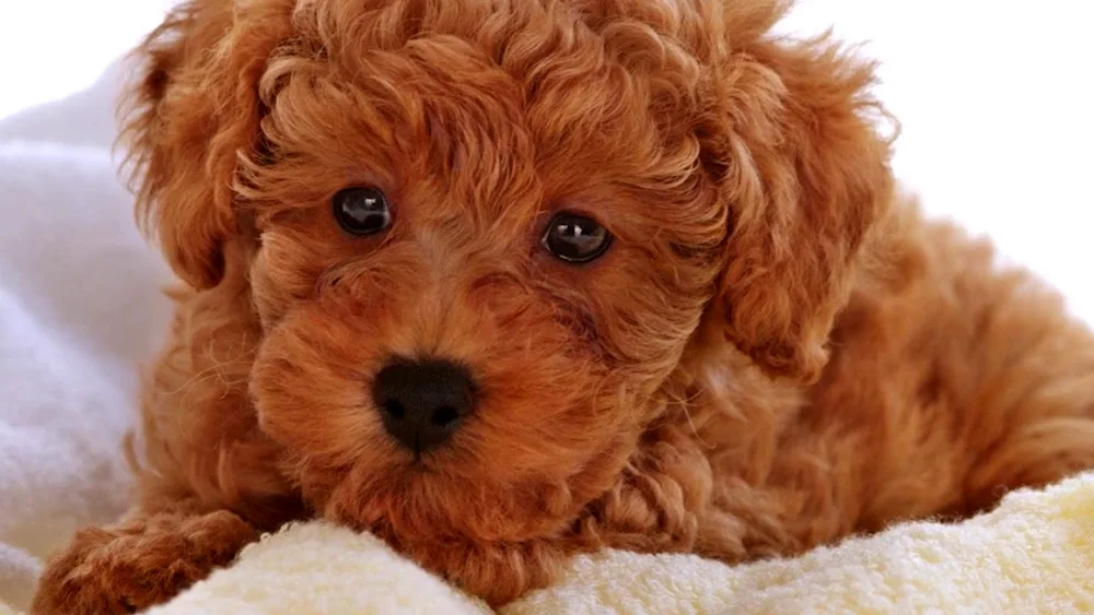 Dwarf poodle dog breed Maltipoo