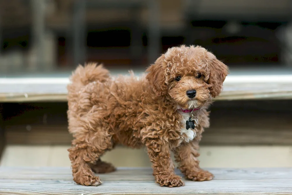 Dwarf poodle maltipoo