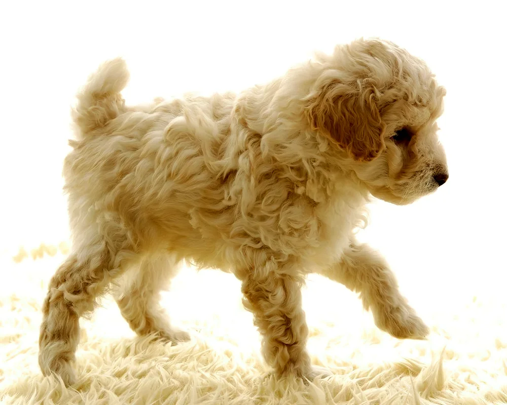 Toy Poodle Maltipoo