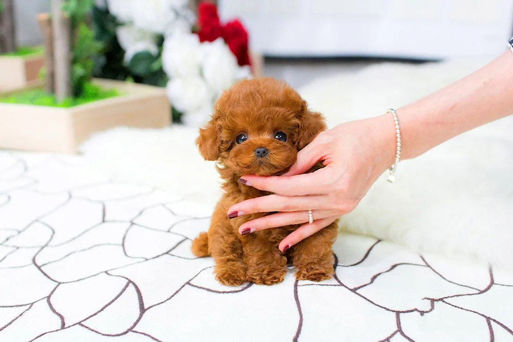 Cawapoo and Maltipoo