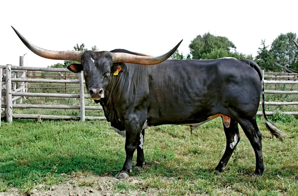 Texas longhorn cow breed