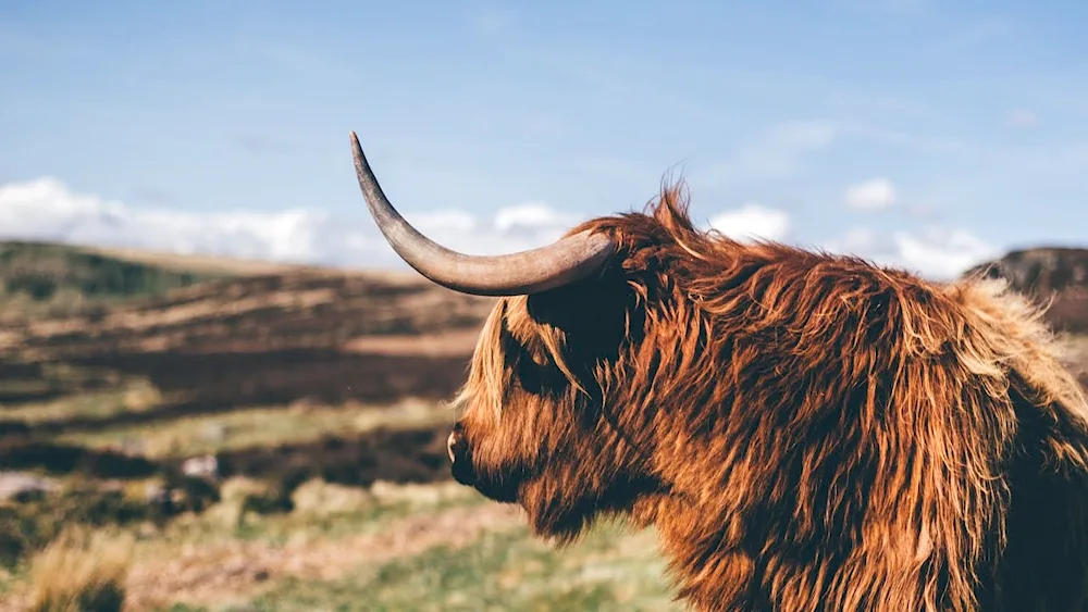 Brown Highland bull