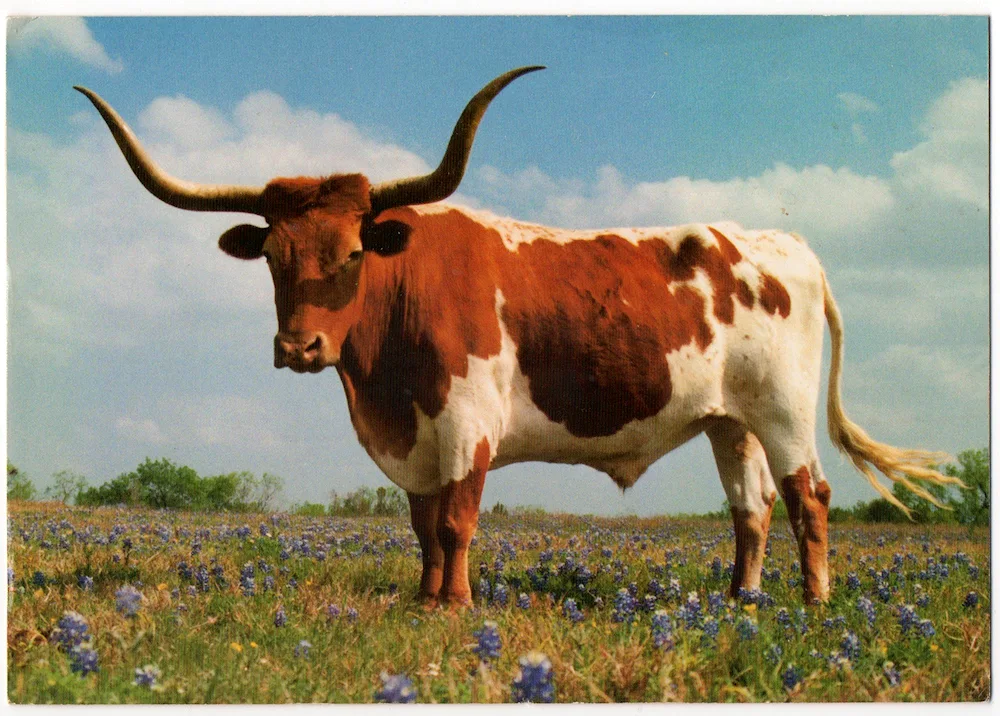 Texas Longhorns bull