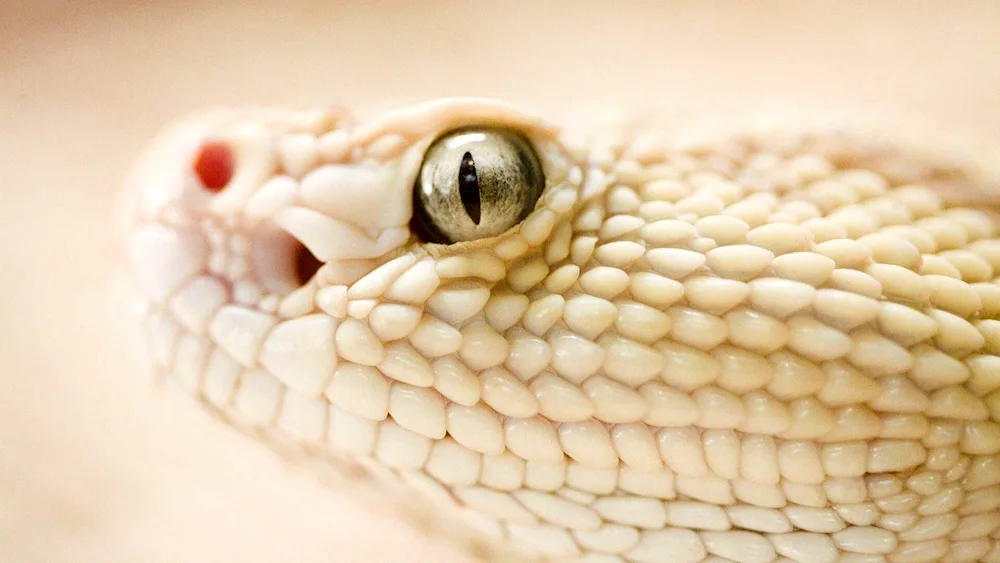 Texas albino rattlesnake