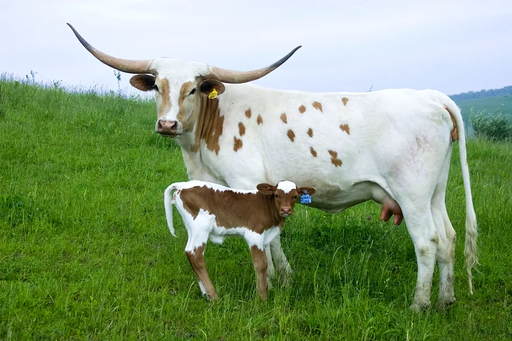 Texas longhorn calf