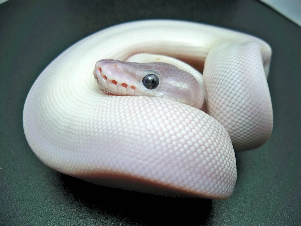 Bramine blind snake