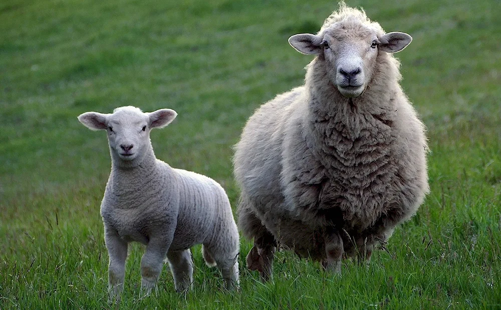 Texel sheep