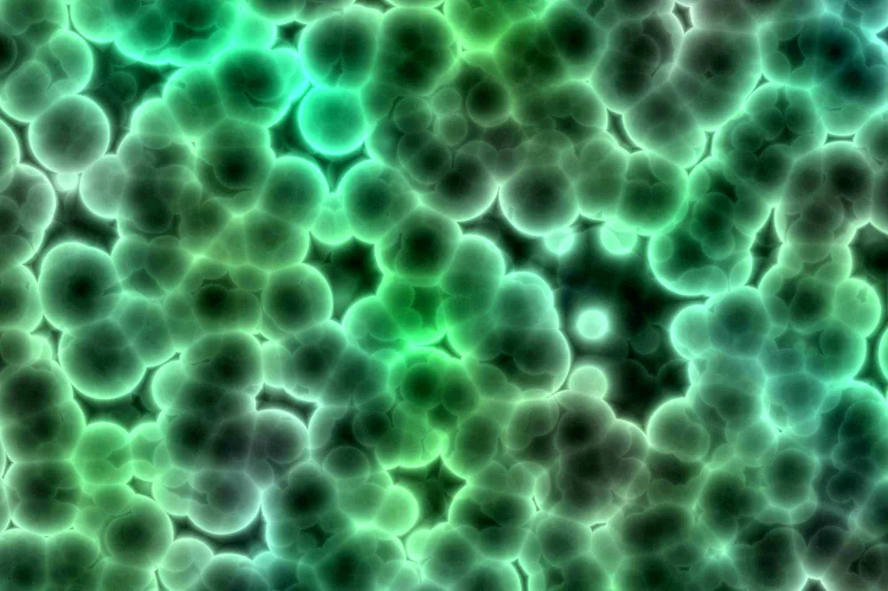 Green bacteria