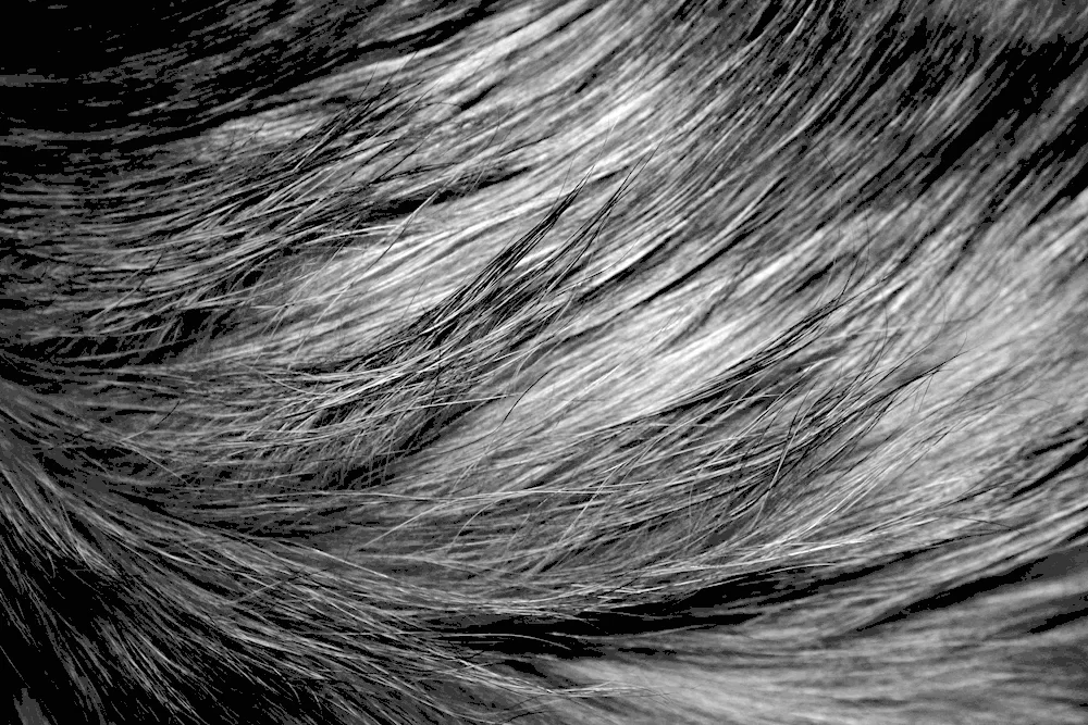 Texture black hair