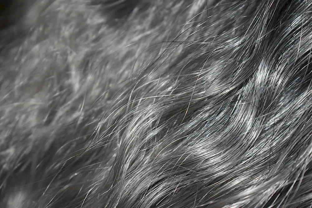 Silver syster grey hair