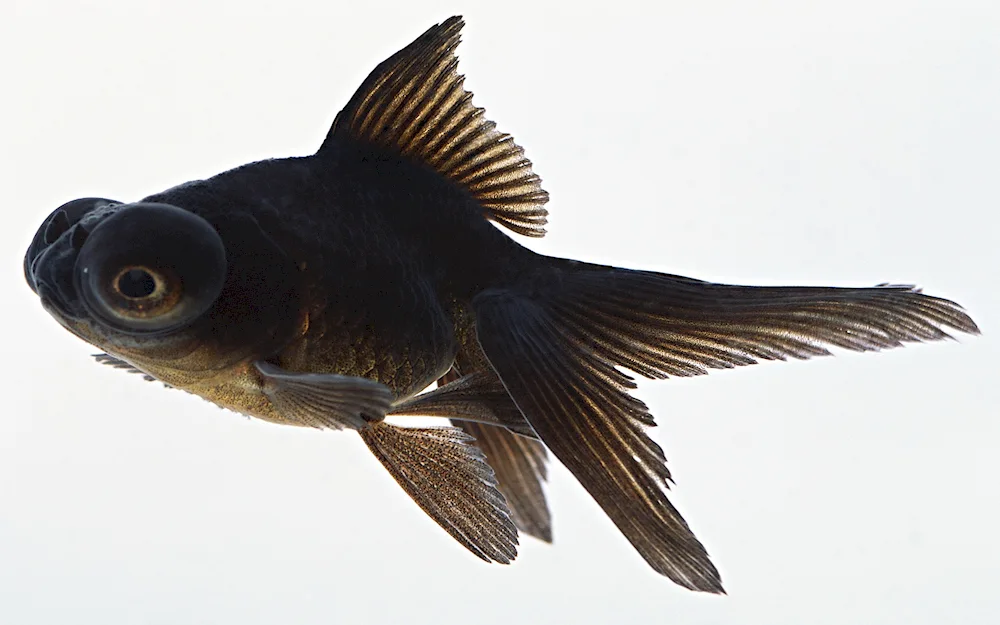 Telescope aquarium fish