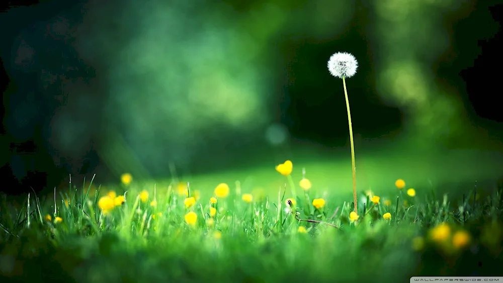 Dandelion field Genshin