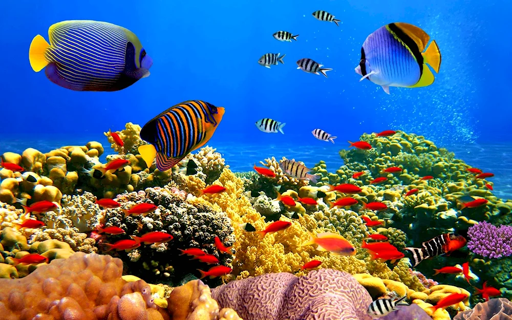 Sea Fish