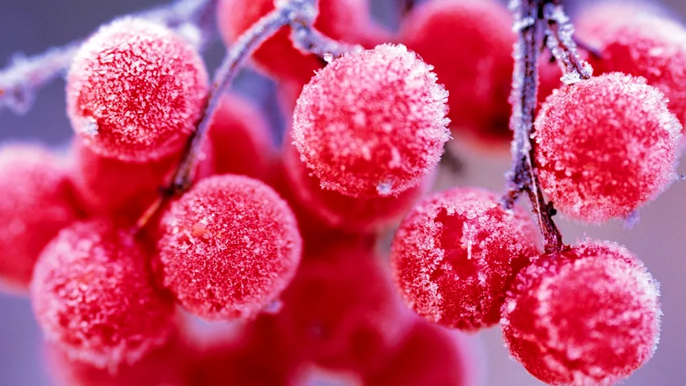 Winter Snow
