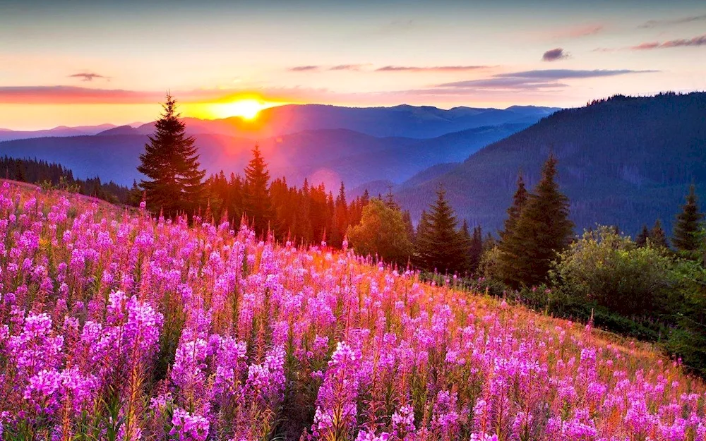 Beautiful pictures